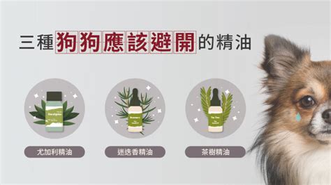 狗狗精油禁忌|狗用精油：安全、用途和益處